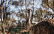 Wave Rock, York, Wildflowers, And Aboriginal Cultural Day Tour From Perth - thumb 4