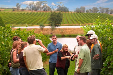 Yarra Valley Balloon Flight And Winery Tour - Find Attractions 4