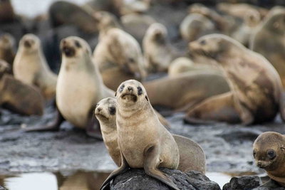 Puffing Billy Wildlife Sanctuary  Penguins Day Tour from Melbourne
