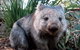 Puffing Billy, Wildlife Sanctuary & Penguins Day Tour From Melbourne - thumb 2