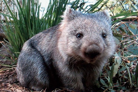 Puffing Billy, Wildlife Sanctuary & Penguins Day Tour From Melbourne - Find Attractions 2