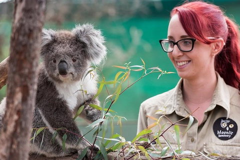 Puffing Billy, Wildlife Sanctuary & Penguins Day Tour From Melbourne - Find Attractions 3