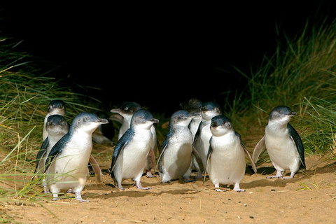 Puffing Billy, Wildlife Sanctuary & Penguins Day Tour From Melbourne - Find Attractions 4