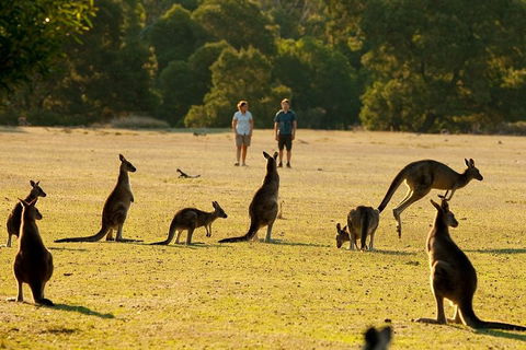 Two Day Melbourne To Adelaide Tour - Great Ocean Road & Grampians - Find Attractions 5