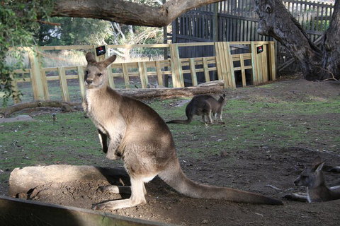 Mt. Wellington, Bonorong And Richmond Day Tour From Hobart - Find Attractions 2