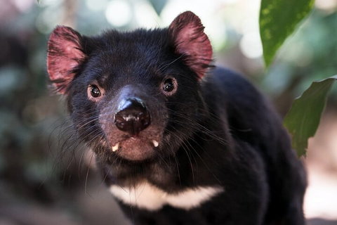 Mt. Wellington, Bonorong And Richmond Day Tour From Hobart - Find Attractions 3