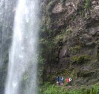 Springbrook National Park Discovery Full-Day Bushwalking Tour - Find Attractions
