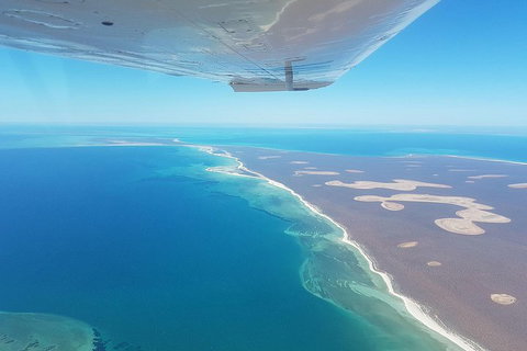 Monkey Mia Dolphins & Shark Bay Air Tour From Perth - Find Attractions 2