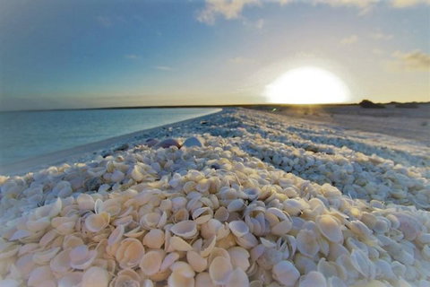 Monkey Mia Dolphins & Shark Bay Air Tour From Perth - Find Attractions 3