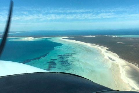 Monkey Mia Dolphins & Shark Bay Air Tour From Perth - Find Attractions 4