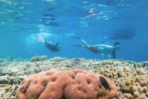 Great Barrier Reef Day Cruise To Reefworld - Find Attractions 1