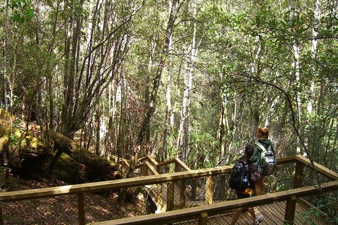Mt Field National Park And Russell Falls From Hobart - Find Attractions 4