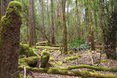 Mt Field National Park And Russell Falls From Hobart - Find Attractions 5