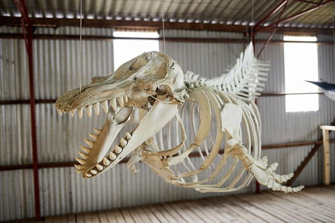 Albany's Whale Story - Find Attractions 3