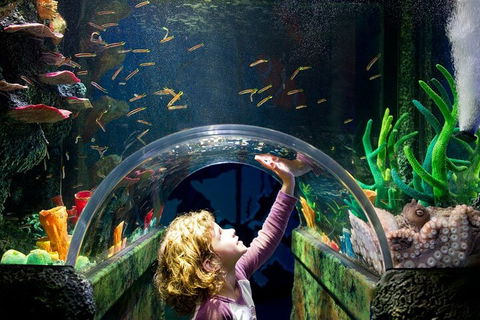 Melbourne BIG Ticket - LEGOLAND Discovery And SEA LIFE Melbourne - Find Attractions 2