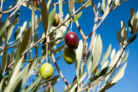 Fine Flavours - Full Day Kangaroo Island Food & Wine Tour - Find Attractions 4
