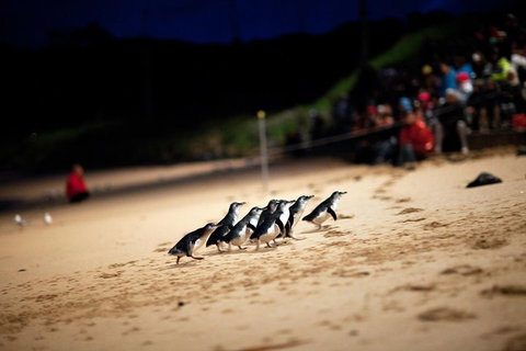 2-Day Great Ocean Road, Mornington Peninsula And Phillip Island Tour - Find Attractions 1