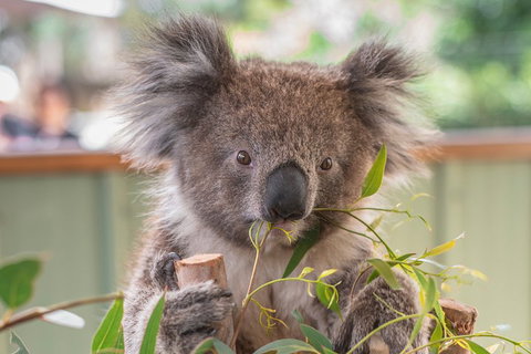 2-Day Great Ocean Road, Mornington Peninsula And Phillip Island Tour - Find Attractions 2