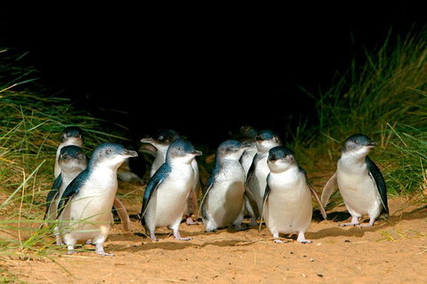 Puffing Billy, Moonlit Sanctuary & Penguins Day Tour - Find Attractions 0
