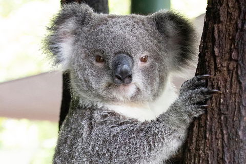 Wildlife Habitat Port Douglas - Find Attractions 1
