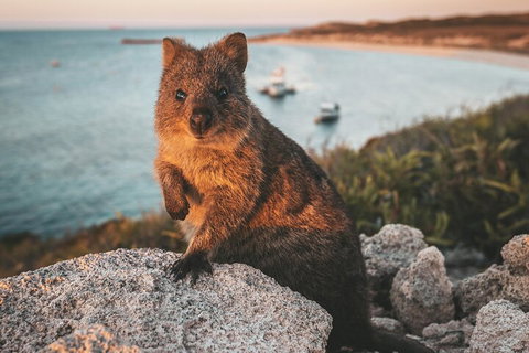 Rottnest Island Roundtrip Fast Ferry From Hillarys Boat Harbour - Find Attractions 5