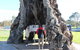 Barossa And Hahndorf Day Trip From Adelaide Including Wine Tasting And Lunch - thumb 1