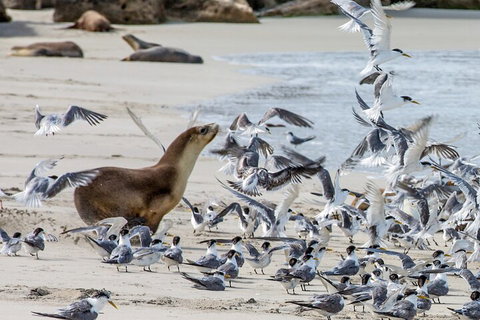 Full-Day Kangaroo Island Experience Departing From Kangaroo Island - Find Attractions 1