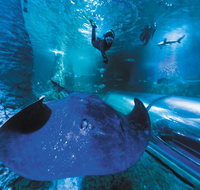 Snorkel with Sharks at AQWA - Find Attractions