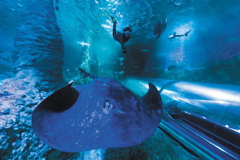 Snorkel With Sharks At AQWA - Find Attractions 0