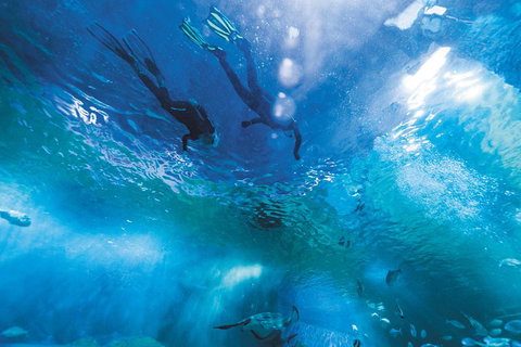 Snorkel With Sharks At AQWA - Find Attractions 1