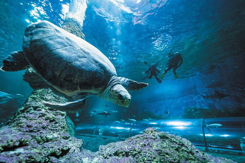 Snorkel With Sharks At AQWA - Find Attractions 4