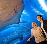 Dive with Sharks at AQWA - Find Attractions