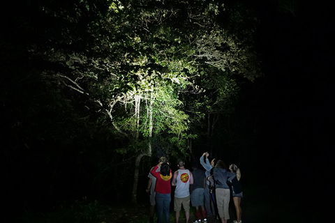 Atherton Tablelands Rain Forest By Night From Cairns - Find Attractions 2