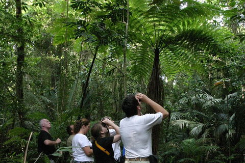 Atherton Tablelands Rain Forest By Night From Cairns - Find Attractions 3