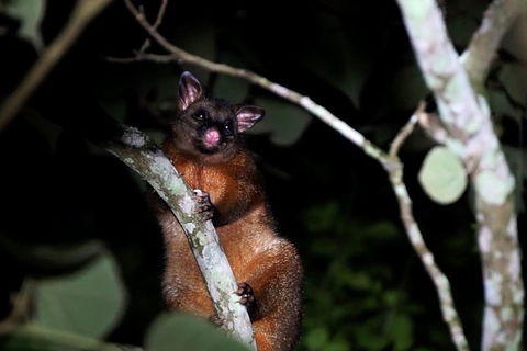 Atherton Tablelands Rain Forest By Night From Cairns - Find Attractions 4