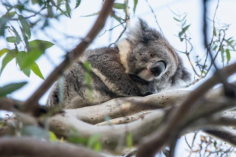 Great Ocean Road And Grampians 2 Day Short Break Escape From Melbourne - Find Attractions 2