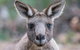 Great Ocean Road And Grampians 2 Day Short Break Escape From Melbourne - thumb 4