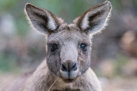 Great Ocean Road And Grampians 2 Day Short Break Escape From Melbourne - Find Attractions 4