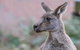 Grampians National Park With Kangaroos And MacKenzie Falls From Melbourne - thumb 0