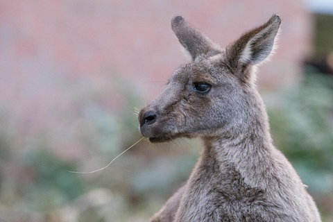 Grampians National Park With Kangaroos And MacKenzie Falls From Melbourne - Find Attractions 0