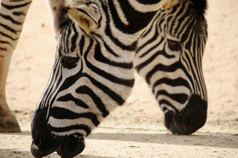 Melbourne Zoo General Entry Ticket - Find Attractions 1
