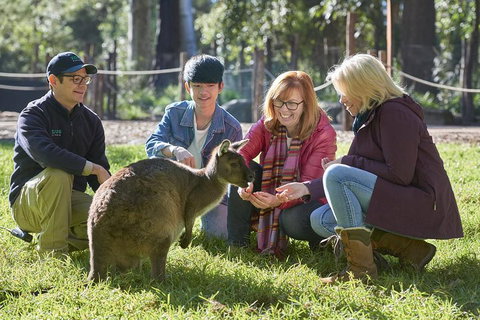 VIP Sanctuary Tour At Healesville Sanctuary Ticket - Find Attractions 2