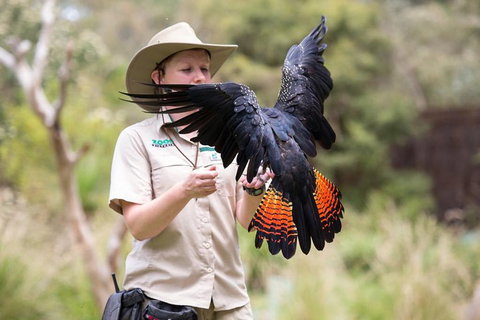VIP Sanctuary Tour At Healesville Sanctuary Ticket - Find Attractions 5