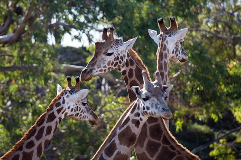 Werribee Open Range Zoo General Admission Ticket - Find Attractions 0