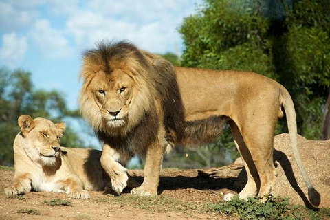 Werribee Open Range Zoo General Admission Ticket - Find Attractions 1