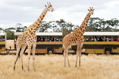 Werribee Open Range Zoo General Admission Ticket - Find Attractions 2