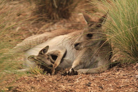Werribee Open Range Zoo General Admission Ticket - Find Attractions 3