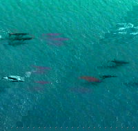 40-45 Minute Port Stephens and Stockton Beach Helicopter Flight - For 2 - Find Attractions