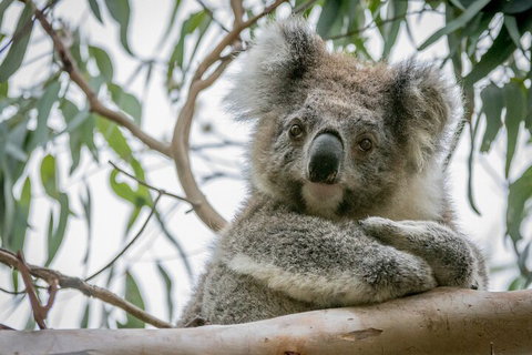 Great Ocean Road & Grampians National Park Tour - 3 Days, 2 Nights - Find Attractions 2