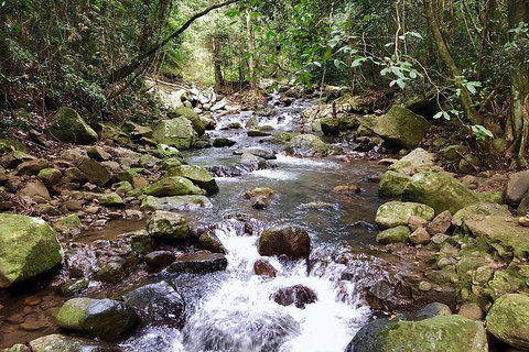 Springbrook Full Day Tour - Find Attractions 0